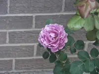 52808_020 A.webp