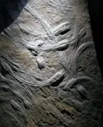 Trilobite Burrows.webp
