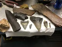 meg teeth with bone pieces.webp