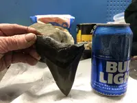 front view of big meg tooth.webp