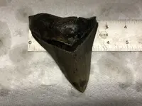 big meg tooth.webp