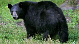 1405533337000-AP-Feeding-Bears.webp