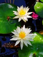 20190811_124734-EFFECTS.webp