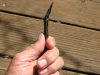pink point and blades 008.webp
