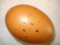 egg.webp