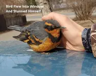 Bird 1.webp