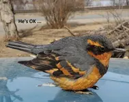 bird 2.webp