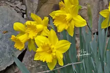 00888-1.webp