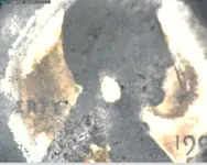 199_ coin front.webp