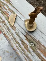 ImageUploadedByTreasureNet.com1583182359.737058.webp ImageUploadedByTreasureNet.com1583182359.737058.webp