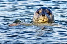 commonseal_iancook_623-c054774.webp commonseal_iancook_623-c054774.webp
