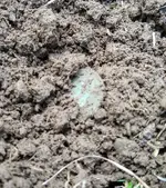 Large Cent - dirt.webp Large Cent - dirt.webp