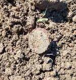 Dandy - dirt.webp