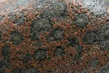 lake rock surface.webp