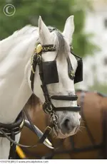 horse_with_blinders_1788218-1pm9m4b.webp