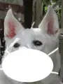 avatar95871_17.gif.webp