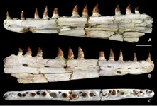 occlusal.webp