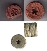 Crinoid star.webp