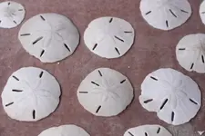 Sand_Dollar.webp