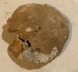 ImageUploadedByTreasureNet.com1586814091.731383.webp