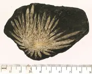Chrysanthemum Stone.webp
