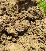 Quarter dirt.webp