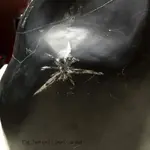 Chrysanthemum Stone Polished.webp