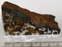 Brahin Pallasite Segment.webp