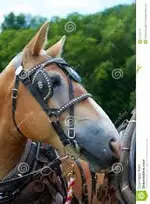 images.webp