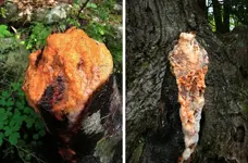 Tree Slime.webp