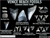 venice-shark-teeth-identification-1160x0-c-default.webp