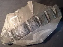Calamites.webp