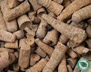 fsbk1003-orthoceras-rough-morocco-1_1_1_1_1.webp