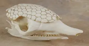 skull.webp