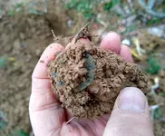 Half Cent Dirt.webp Half Cent Dirt.webp