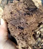 Silver Dirt.webp