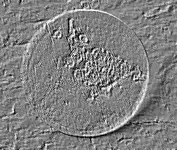GW007EMBOSSED.webp