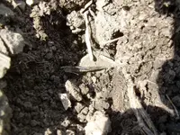 Field finds 5-15-08 014.jpg