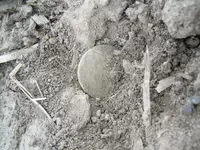 Field finds 5-15-08 019.jpg