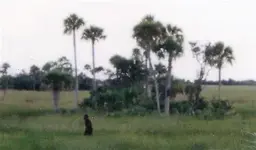 skunkape1.webp