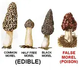 morels.webp