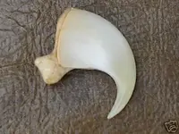 cougar claw.webp