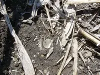 Field finds 5-4-08 001.webp