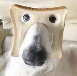 pbdog.webp