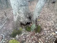 5 ROCKS (2)B.webp