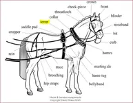 horse and harness.webp