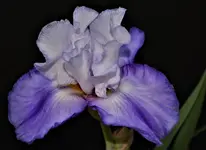 DSC_0002a.webp