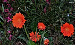 DSC_0015.webp