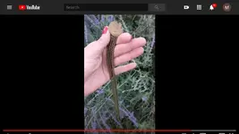 Screenshot 2020-04-15 at 2.44.05 PM.webp