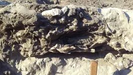 OysterShellStrata5.webp